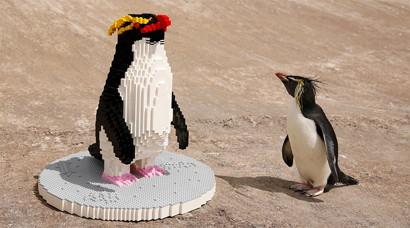 Penguins meet a LEGO penguin at Edinburgh Zoo