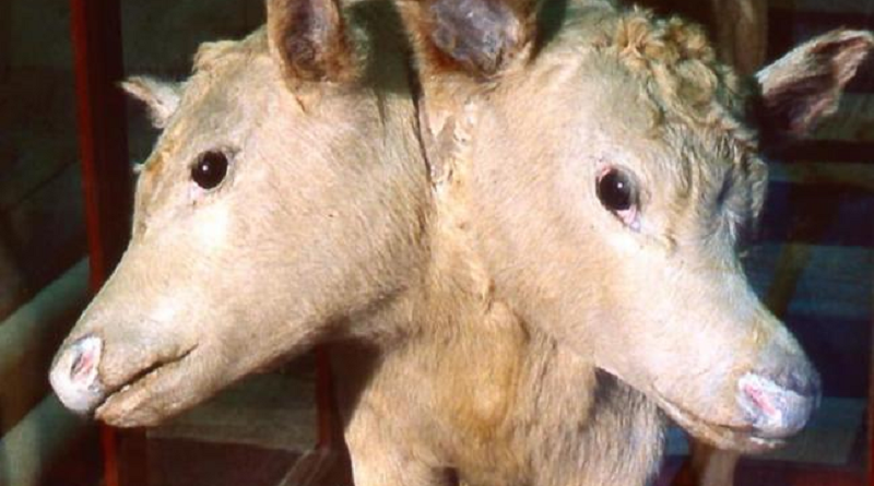 Two-headed calf wins public vote to be built as LEGO model